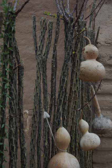 Ocotillo fence and gourds